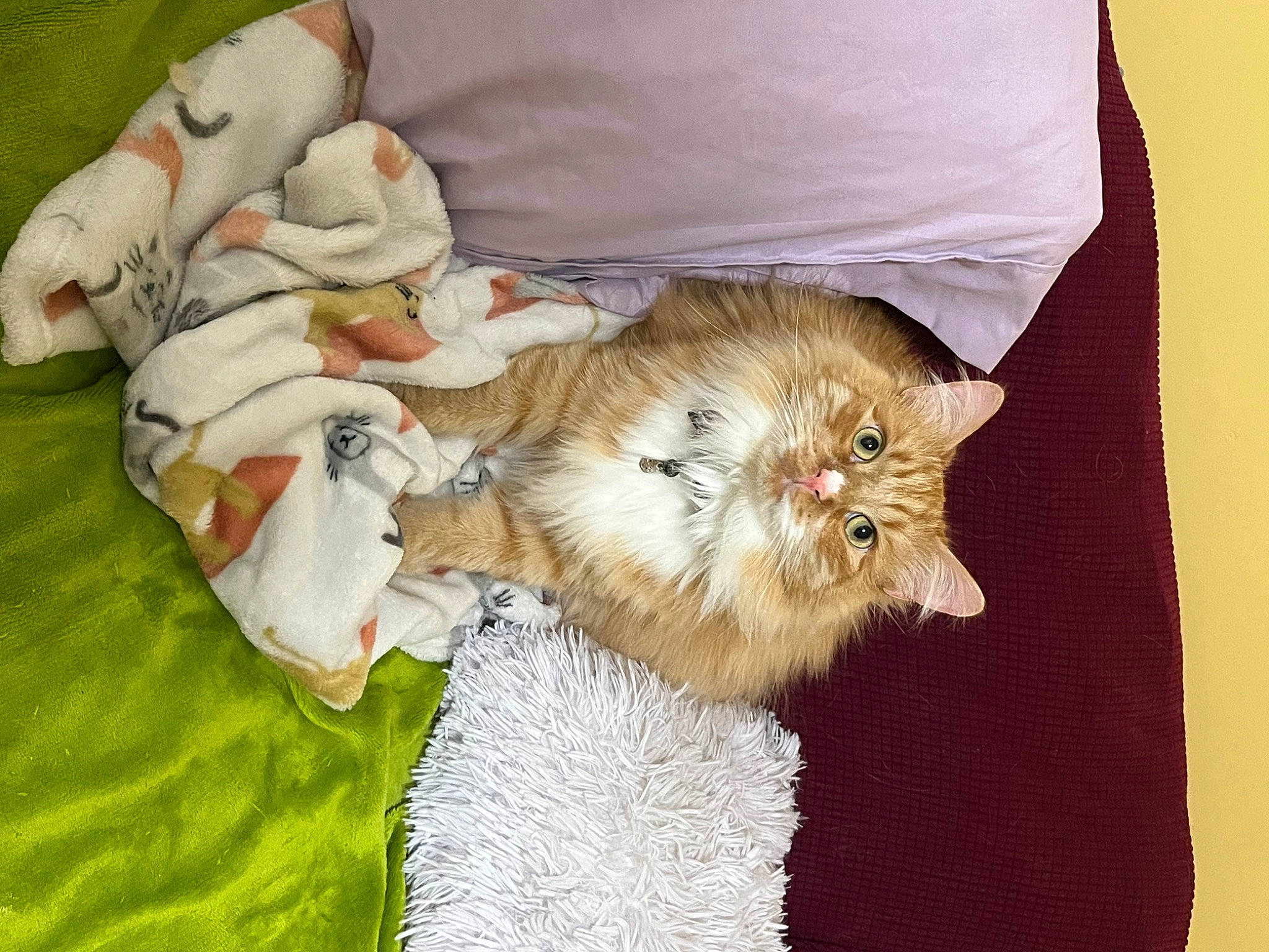 Baby Garfield joined the competition — help win amazing prizes! bedding, carnivore, cat, claw, comfort, domestic_short_haired_cat, fawn, felidae, fur, linens, pattern, paw, peach, plant, small_to_medium_sized_cats, tail, textile, whiskers