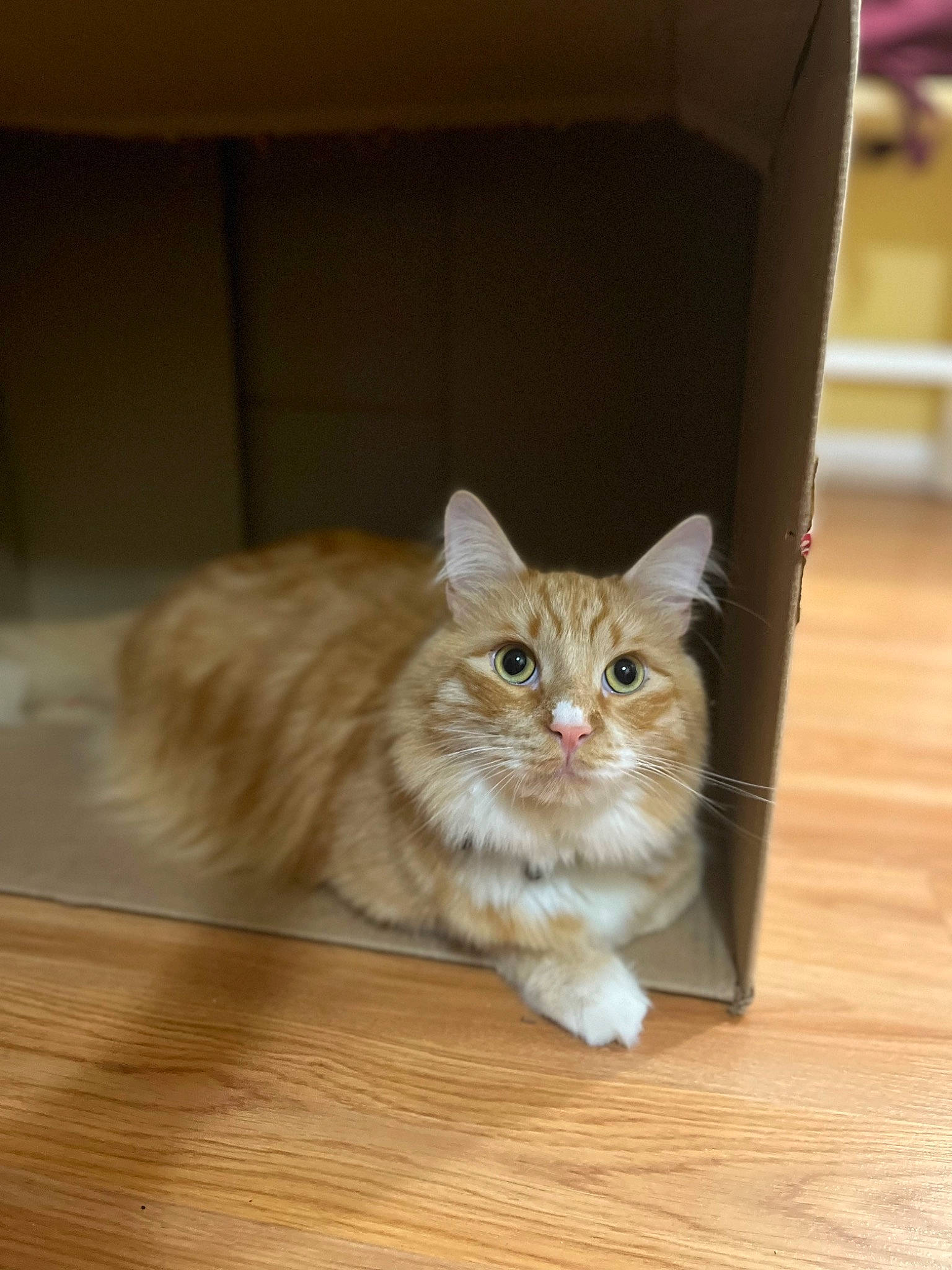 Baby Garfield is registered to the contest to win money with this photo: box, cardboard, carnivore, cat, domestic_short_haired_cat, fawn, felidae, flooring, fur, hardwood, paw, plywood, small_to_medium_sized_cats, snout, tail, varnish, whiskers, wood, wood_flooring, wood_stain