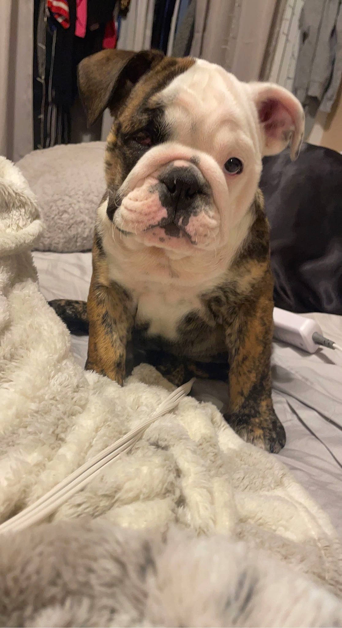 Jersey is registered to the contest to win money with this photo: bulldog, carnivore, comfort, companion_dog, dog, dog_breed, fawn, fur, mammal, molosser, natural_material, non_sporting_group, snout, sporting_group, terrestrial_animal, toy_dog, vertebrate, whiskers, wood, wrinkle