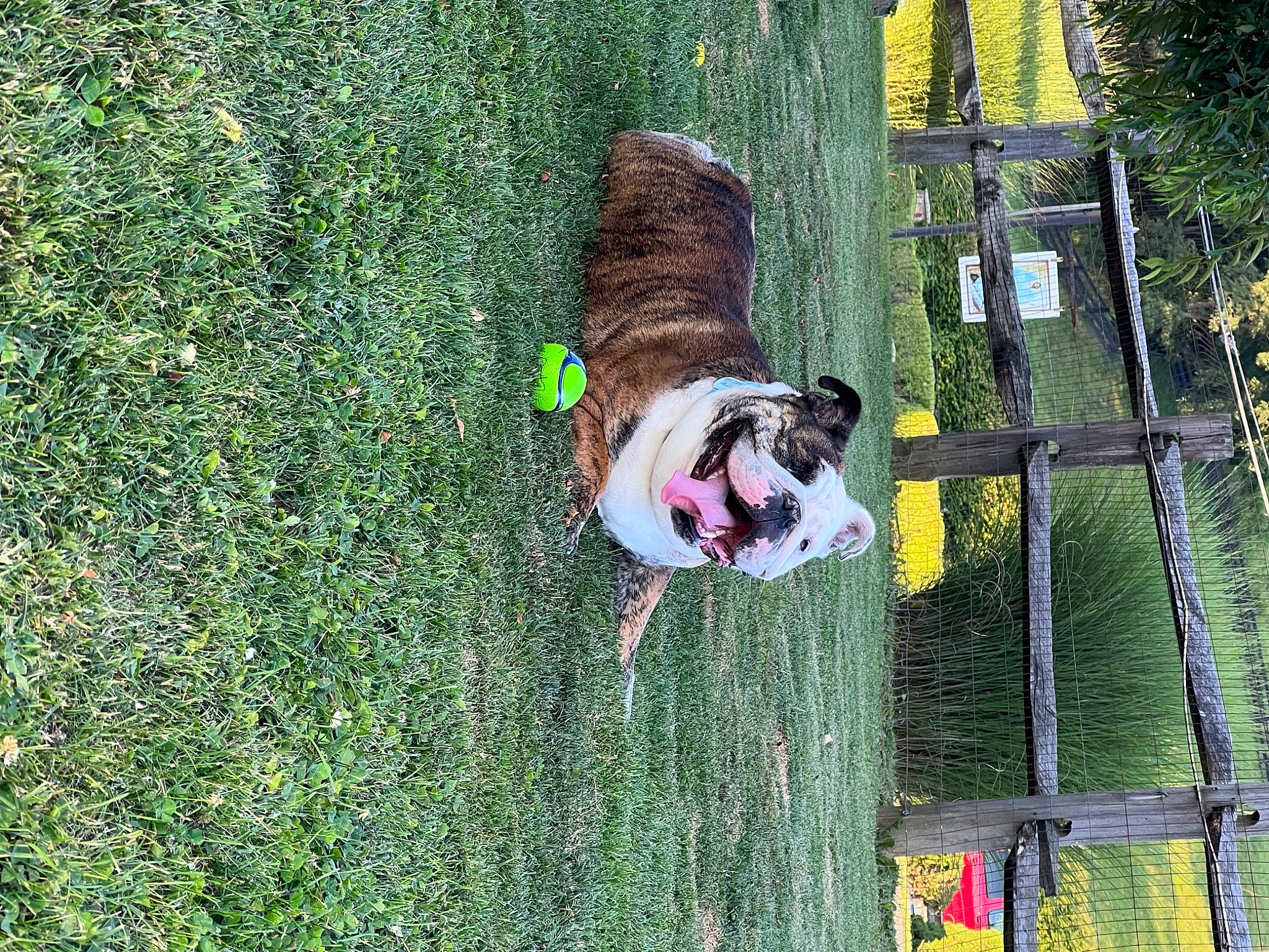 Jersey is registered to the contest to win money with this photo: carnivore, collar, companion_dog, dog, dog_breed, dog_collar, dog_supply, fawn, fun, grass, green, groundcover, leash, leisure, pet_supply, plant, sporting_group, tail, tree, working_animal