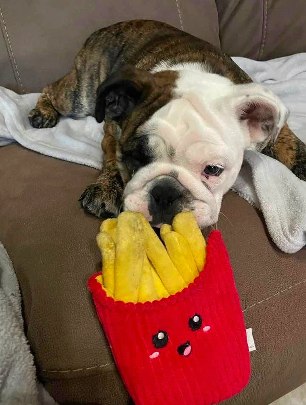 Jersey joined the competition — help win amazing prizes! bulldog, carnivore, collar, comfort, companion_dog, dog, dog_breed, dog_clothes, dog_collar, dog_supply, fawn, french_bulldog, fur, linens, pet_supply, snout, toy_dog, whiskers, working_animal, wrinkle