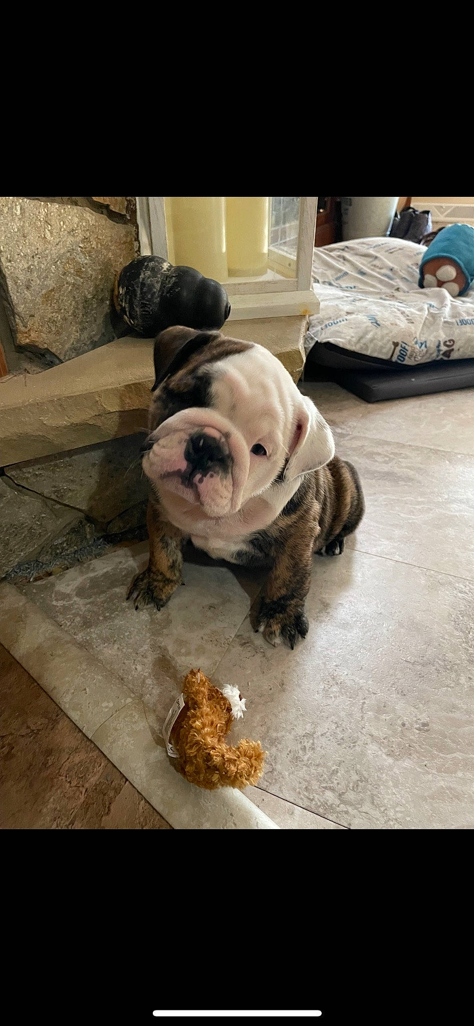 Jersey joined the competition — help win amazing prizes! bulldog, canidae, carnivore, comfort, companion_dog, dog, dog_breed, dog_collar, fawn, floor, flooring, fur, hardwood, molosser, snout, sporting_group, toy_dog, wood, working_animal, wrinkle