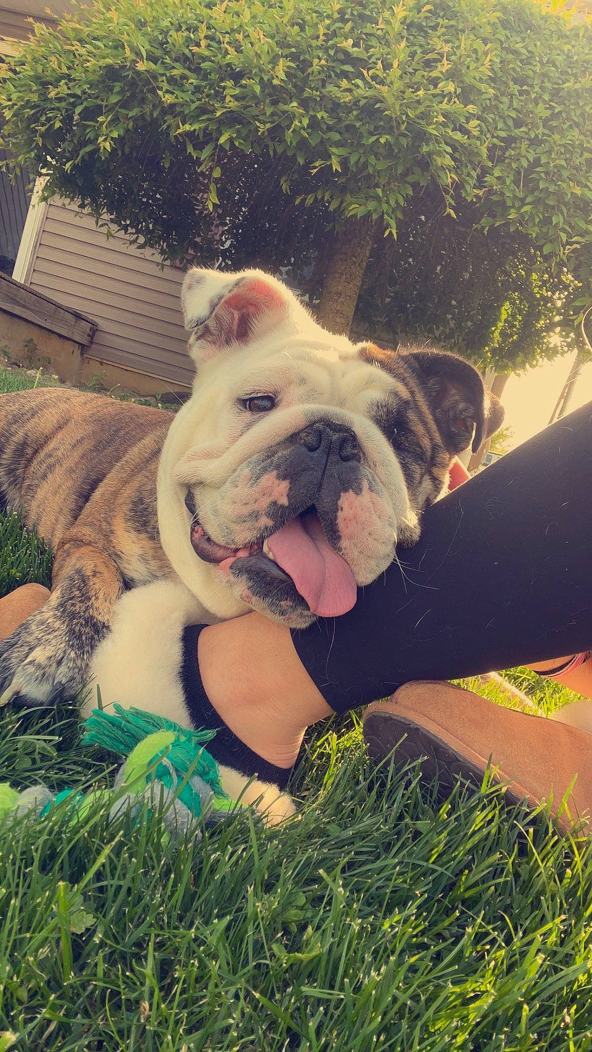 Jersey joined the competition — help win amazing prizes! bulldog, canidae, carnivore, companion_dog, dog, dog_breed, fawn, grass, happy, leisure, love, plant, puppy, puppy_love, selfie, snout, sporting_group, toy_dog, tree, wrinkle