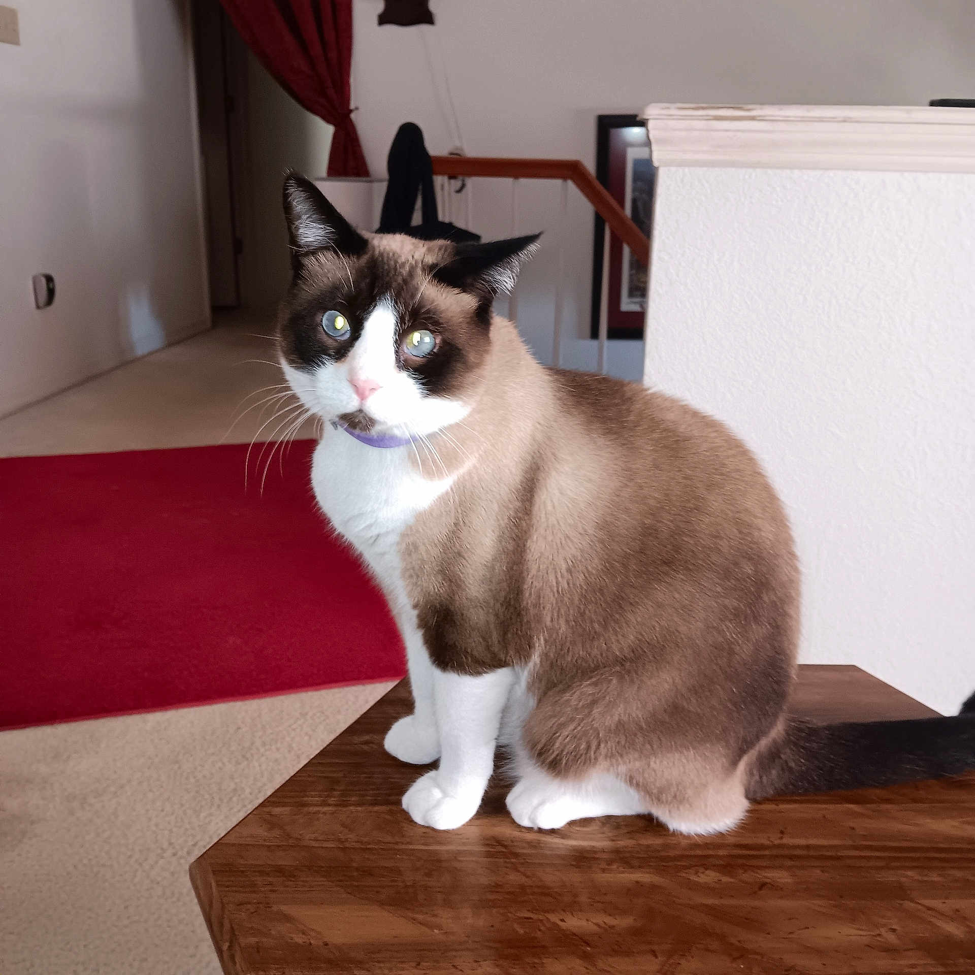Bailey is registered to the contest to win money with this photo: animal, brown_fur, carpet, cat, cozy, curious, domestic, ears, feline, home, indoor, looking, mammal, pet, portrait, sitting, tail, whiskers, white_fur, wooden_table