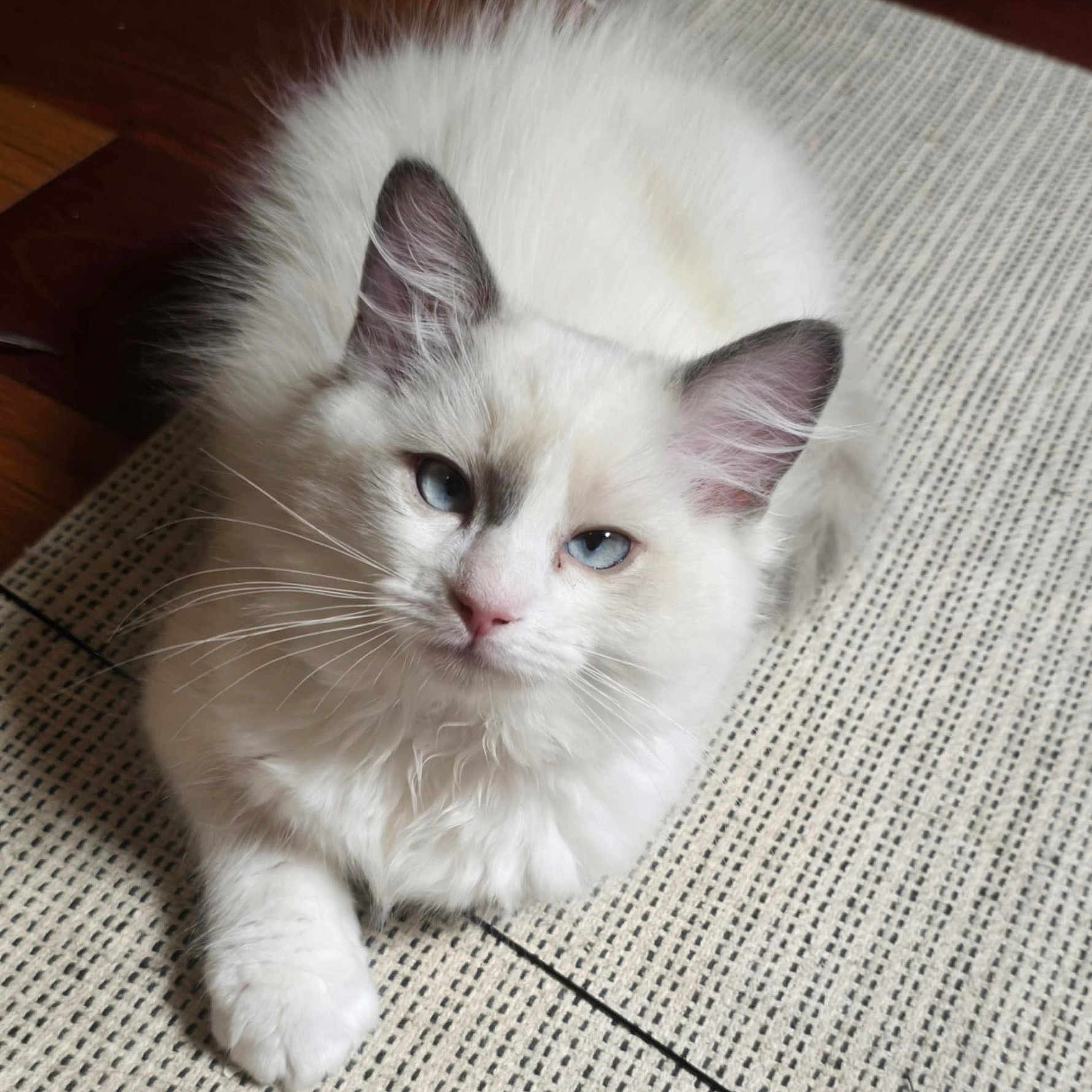 Yuno is registered to the contest to win money with this photo: animal, blue_eyes, cat, closeup, cute, domestic_cat, ears, face, floor, fluffy, fur, indoor, looking_at_camera, paw, pet, relaxed, resting, texture, whiskers, white_cat