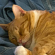 Geordy joined the competition — help win amazing prizes! cat, ginger_cat, orange_cat, white_paws, sleeping, sleepy, curled_up, pet, animal, fur, whiskers, pink_nose, pink_tongue, closed_eyes, cozy, blanket, denim, indoors, close_up, relaxed
