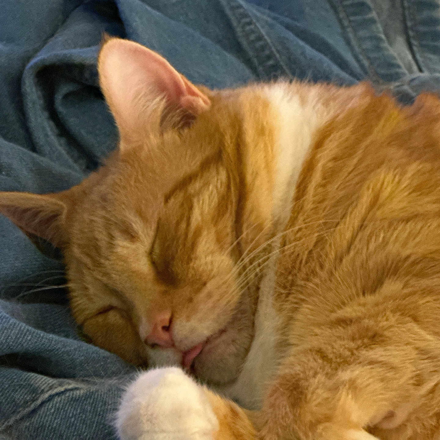Geordy joined the competition — help win amazing prizes! cat, ginger_cat, orange_cat, white_paws, sleeping, sleepy, curled_up, pet, animal, fur, whiskers, pink_nose, pink_tongue, closed_eyes, cozy, blanket, denim, indoors, close_up, relaxed