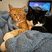 Geordy Kodi joined the competition — help win amazing prizes! two_cats, ginger_cat, tuxedo_cat, blanket, cozy, snuggling, indoor, pet, feline, whiskers, paw, napping, resting, soft_texture, blue_blanket, television, tv_screen, human_face_on_tv, home, close_up