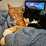 two_cats, ginger_cat, tuxedo_cat, blanket, cozy, snuggling, indoor, pet, feline, whiskers, paw, napping, resting, soft_texture, blue_blanket, television, tv_screen, human_face_on_tv, home, close_up