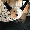 Milo a rejoint le concours — aidez-le/la à gagner de superbes lots ! ferret, snout, whiskers