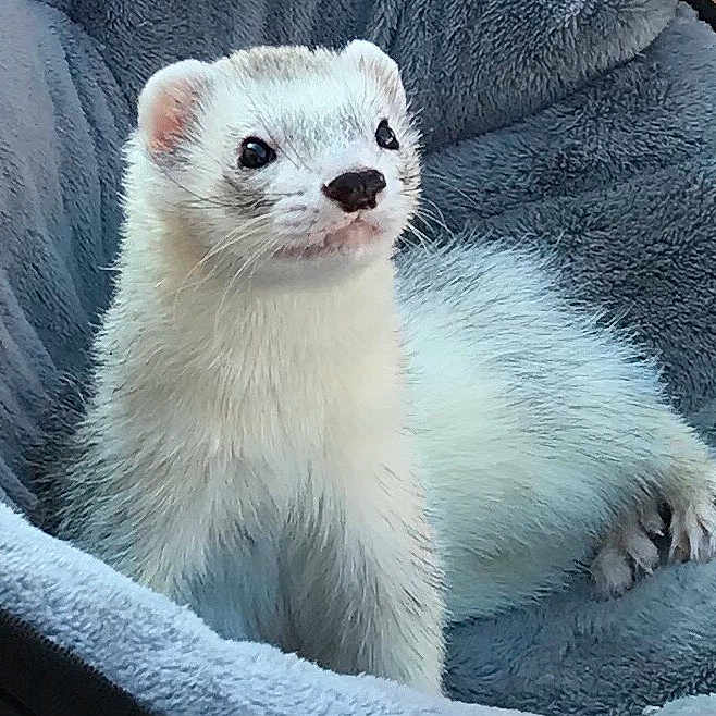 Milo