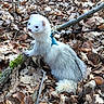 Milo participe au concours pour gagner de l'argent avec cette photo : fauna, mink, mustelidae, terrestrial_animal, wildlife