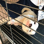 Milo participe au concours pour gagner de l'argent avec cette photo : animal_shelter, dog, dog_breed_group, dog_like_mammal, snout