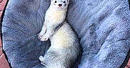 Milo a rejoint le concours — aidez-le/la à gagner de superbes lots ! carnivoran, fauna, ferret, fur, mustelidae, polar_bear, tail, whiskers