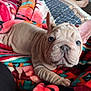 Amiri Chanel joined the competition — help win amazing prizes! french_bulldog, puppy, dog, blanket, patterned_blanket, indoor, person, legs, relaxed, wrinkly, cute, pet, animal, resting, cozy, colorful, soft, fur, ears, nose