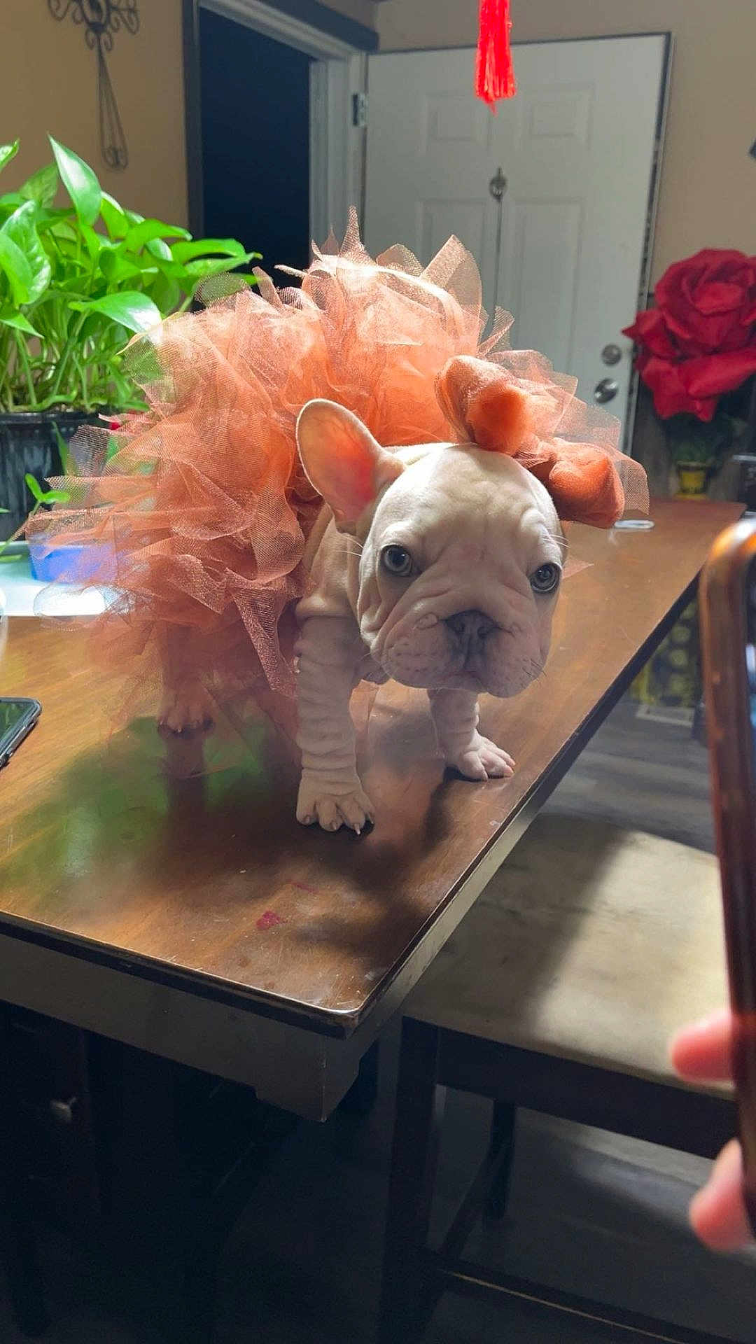 Amiri Chanel is registered to the contest to win money with this photo: dog, puppy, french_bulldog, tutu, costume, orange, table, indoor, plant, flower, door, curious, pet, cute, decor, wood, home, animal, headpiece, small