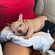 Amiri Chanel is registered to the contest to win money with this photo: puppy, dog, french_bulldog, pet, lap, person, red_shirt, legs, car_seat, relaxed, cute, wrinkled_skin, sleepy, indoors, casual, white_cloth, cozy, animal, companion, resting