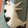animal, bath_mat, blue, cat, ears, eyes, feline, indoor, lying_down, nose, paws, pet, portrait, relaxed, spotted_fur, stretching, tabby, tail, whiskers, white_fur