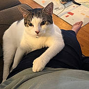 Machito joined the competition — help win amazing prizes! animal, cat, cats, closeup, couch, domestic, feline, home, indoor, lap, legs, lounging, person, pet, play_mat, portrait, sitting, tabby, white_cat, wooden_floor