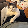 animal, cat, cats, closeup, couch, domestic, feline, home, indoor, lap, legs, lounging, person, pet, play_mat, portrait, sitting, tabby, white_cat, wooden_floor