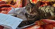 Papas is registered to the contest to win money with this photo: cat, tabby, pet, animal, feline, cute, indoor, blanket, papers, document, cozy, relaxing, orange, pink, striped, whiskers, eyes, ears, lying_down, sunlight