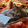 cat, tabby, pet, animal, feline, cute, indoor, blanket, papers, document, cozy, relaxing, orange, pink, striped, whiskers, eyes, ears, lying_down, sunlight