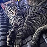 Papas joined the competition — help win amazing prizes! cat, tabby, striped_blanket, indoor, pet, feline, relaxed, lying_down, curious, green_eyes, whiskers, paws, fur, striped_fur, cozy, bed, resting, animal, cute, domestic_cat