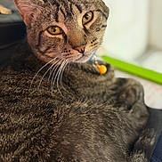 Papas joined the competition — help win amazing prizes! cat, tabby, close_up, pet, animal, fur, whiskers, golden_eyes, resting, indoor, collar, curious, portrait, domestic_cat, feline, soft_light, relaxed, sleepy, cute, companion