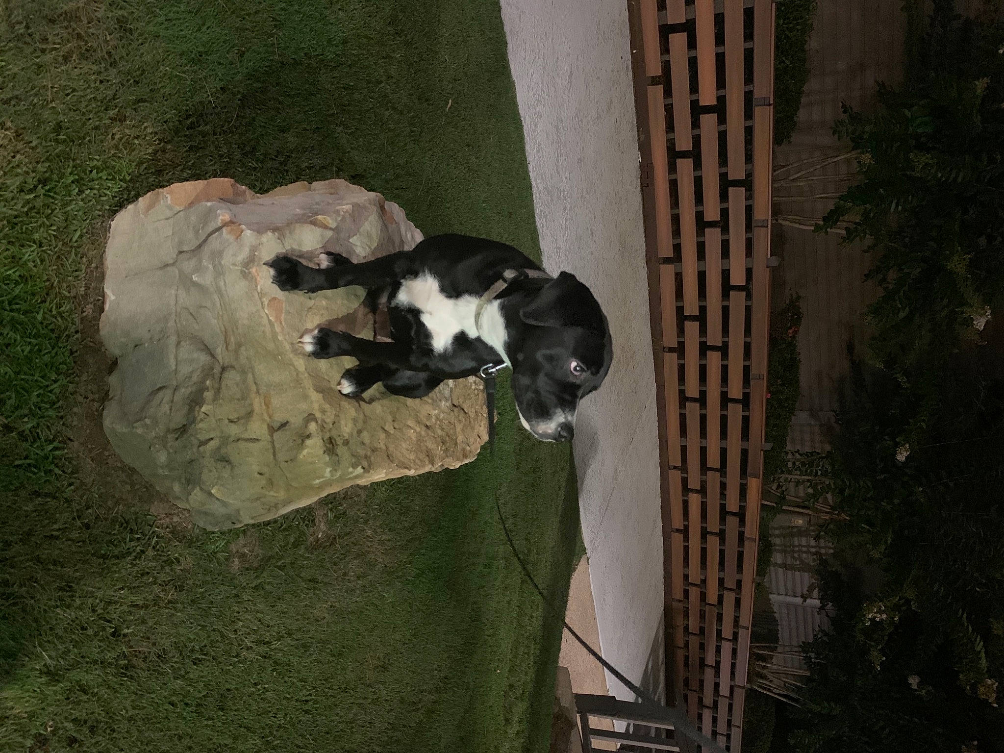 Booga Bear joined the competition — help win amazing prizes! canidae, carnivore, cat, dog_breed, door, fawn, felidae, fur, grass, plant, small_to_medium_sized_cats, snout, tail, terrestrial_animal, tints_and_shades, tree, trunk, whiskers, window, wood