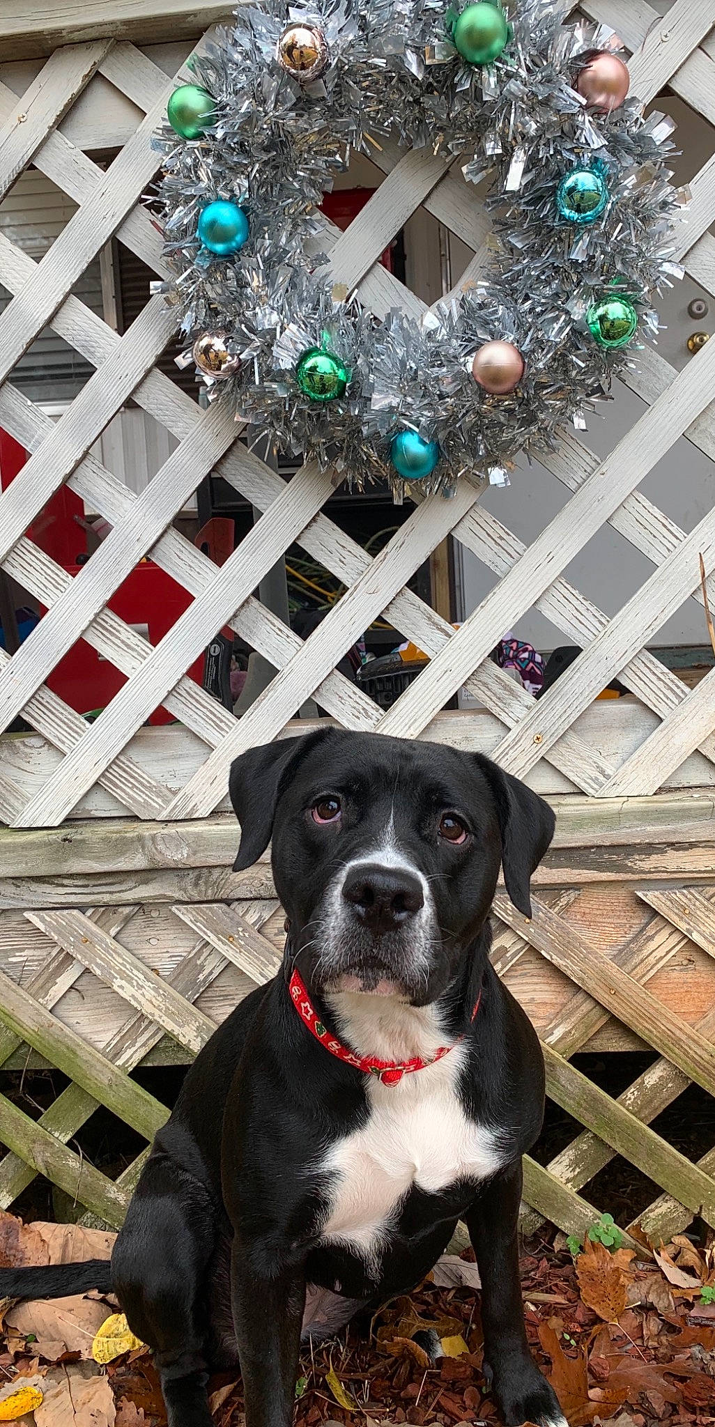 Booga Bear is registered to the contest to win money with this photo: carnivore, christmas_ornament, christmas_tree, collar, companion_dog, dog, dog_breed, dog_collar, event, fawn, ornament, pattern, plant, snout, sporting_group, tree, whiskers, white, winter, working_animal