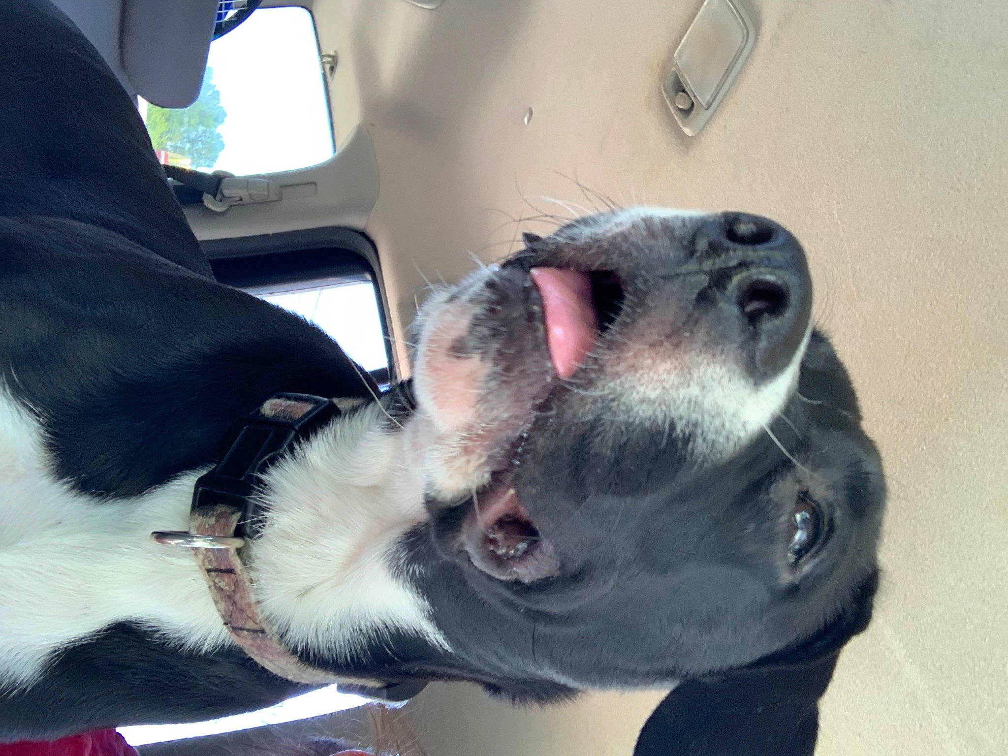 Booga Bear is registered to the contest to win money with this photo: canidae, car_seat, carnivore, collar, companion_dog, dog, dog_breed, dog_collar, fawn, fur, head_restraint, jaw, mammal, snout, sporting_group, vehicle, vertebrate, whiskers, window, working_animal