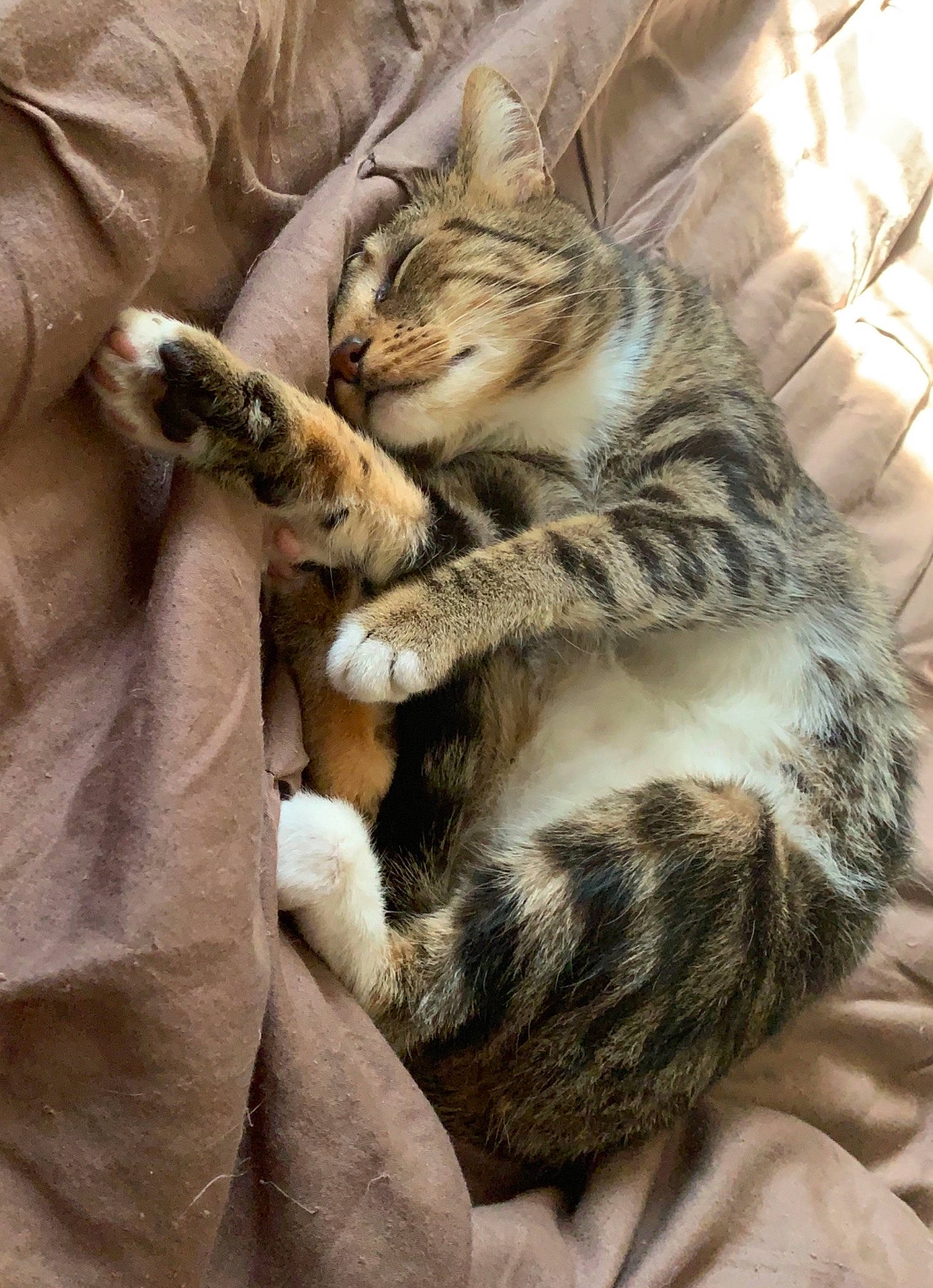 Cheerio is registered to the contest to win money with this photo: bed, carnivore, cat, claw, comfort, domestic_short_haired_cat, fawn, felidae, fur, grey, nap, paw, sleep, small_to_medium_sized_cats, snout, tail, terrestrial_animal, vertebrate, whiskers, wildlife
