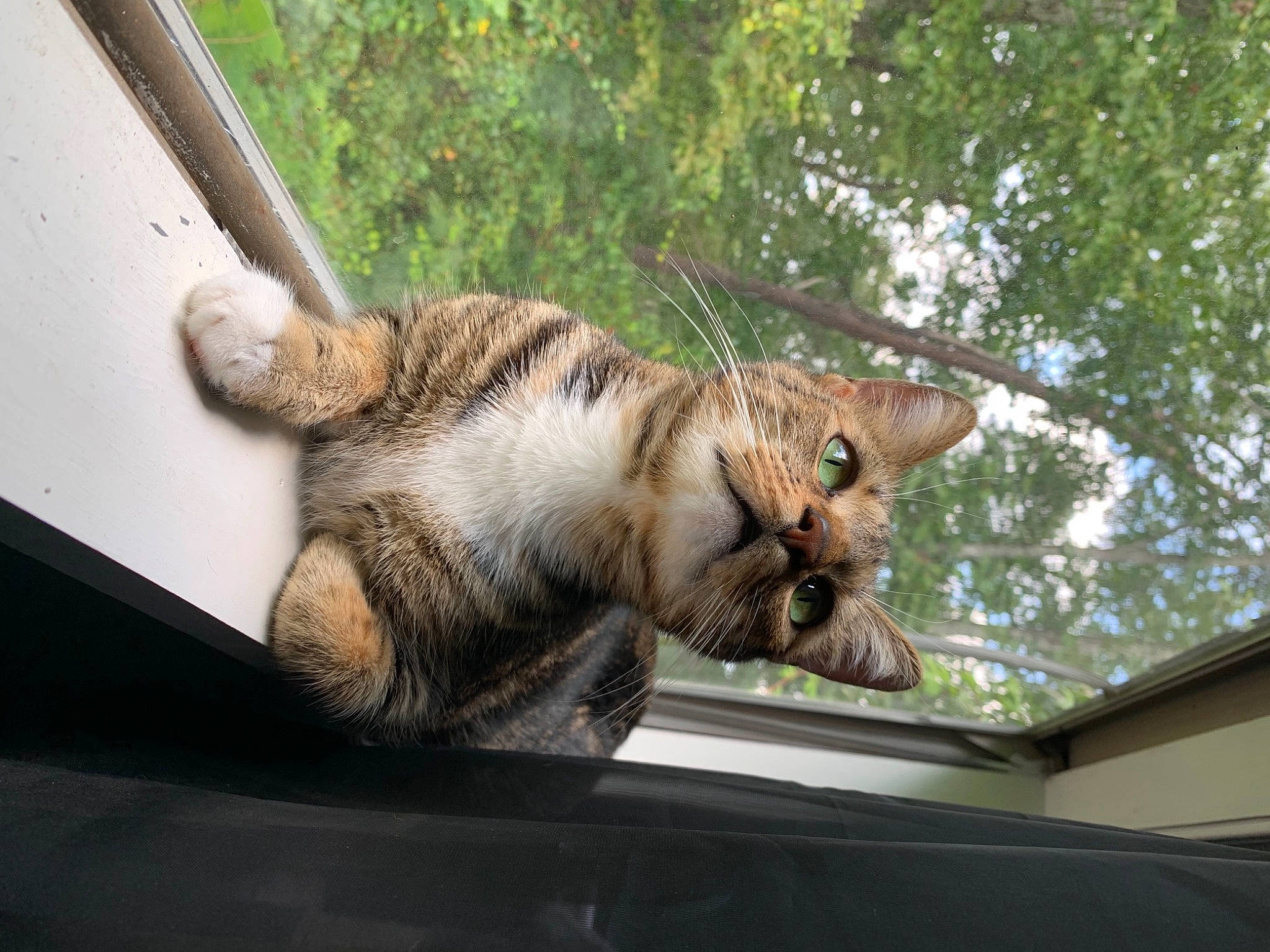 Cheerio joined the competition — help win amazing prizes! carnivore, cat, claw, domestic_short_haired_cat, fawn, felidae, fur, grass, metal, paw, plant, small_to_medium_sized_cats, snout, tail, terrestrial_animal, tree, whiskers, wildlife, window, wood