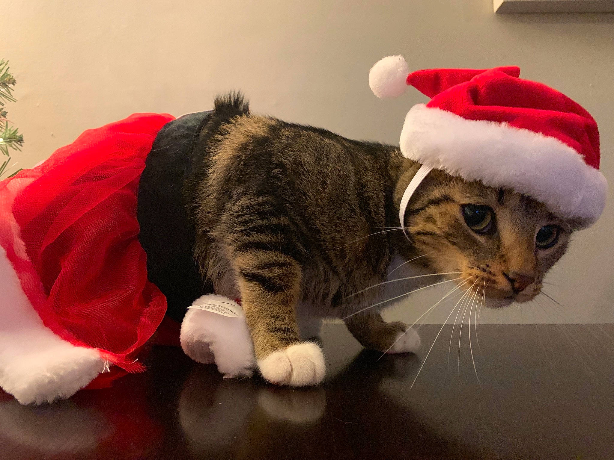 Cheerio is registered to the contest to win money with this photo: carmine, carnivore, cat, christmas, claw, costume_hat, domestic_short_haired_cat, event, felidae, fur, hat, holiday, paw, plant, plush, small_to_medium_sized_cats, snout, stuffed_toy, tail, whiskers
