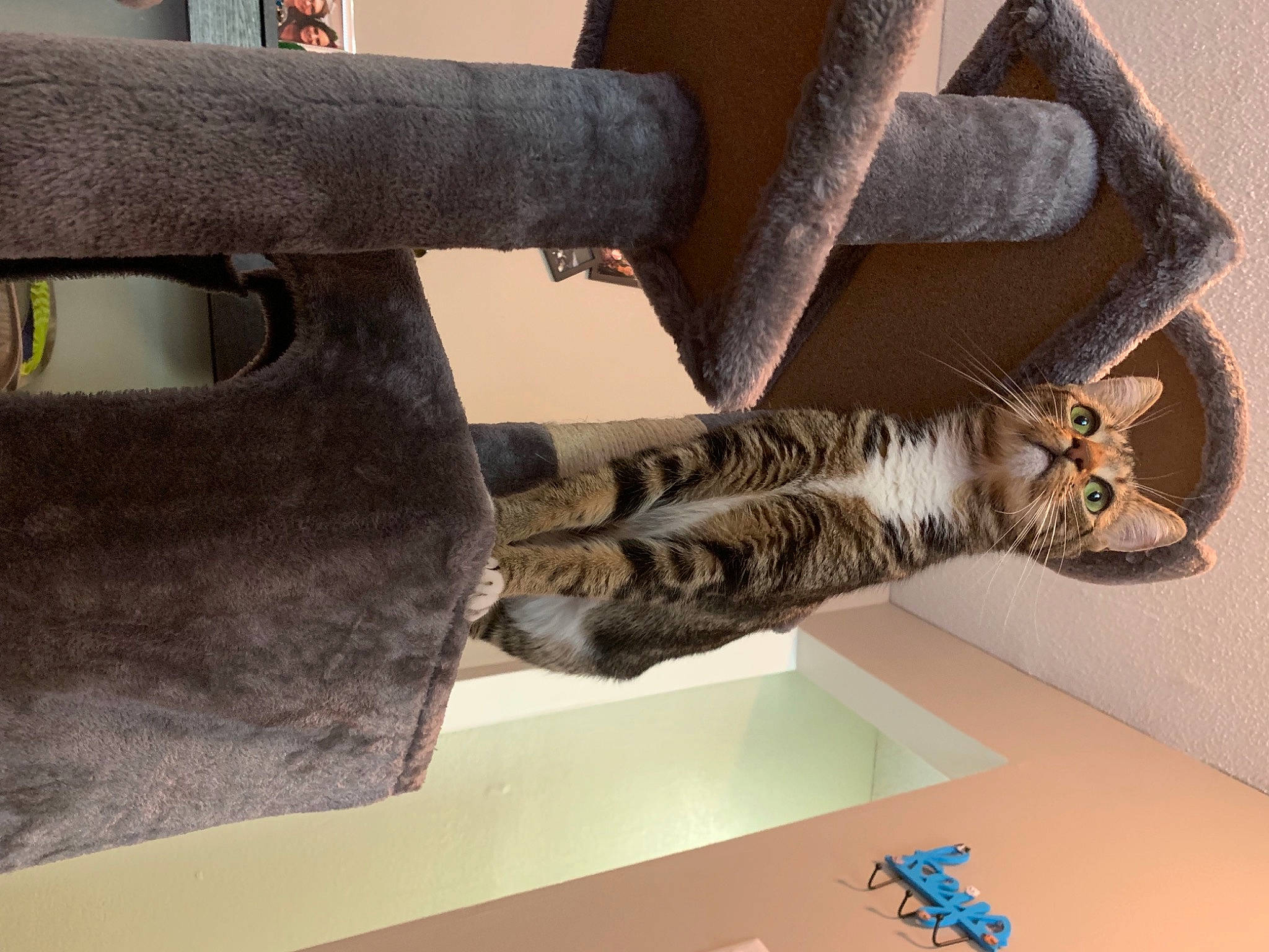 Cheerio joined the competition — help win amazing prizes! art, bumper, ceiling, domestic_short_haired_cat, felidae, metal, pattern, pipe, room, sculpture, shotgun, small_to_medium_sized_cats, tail, visual_arts, wood