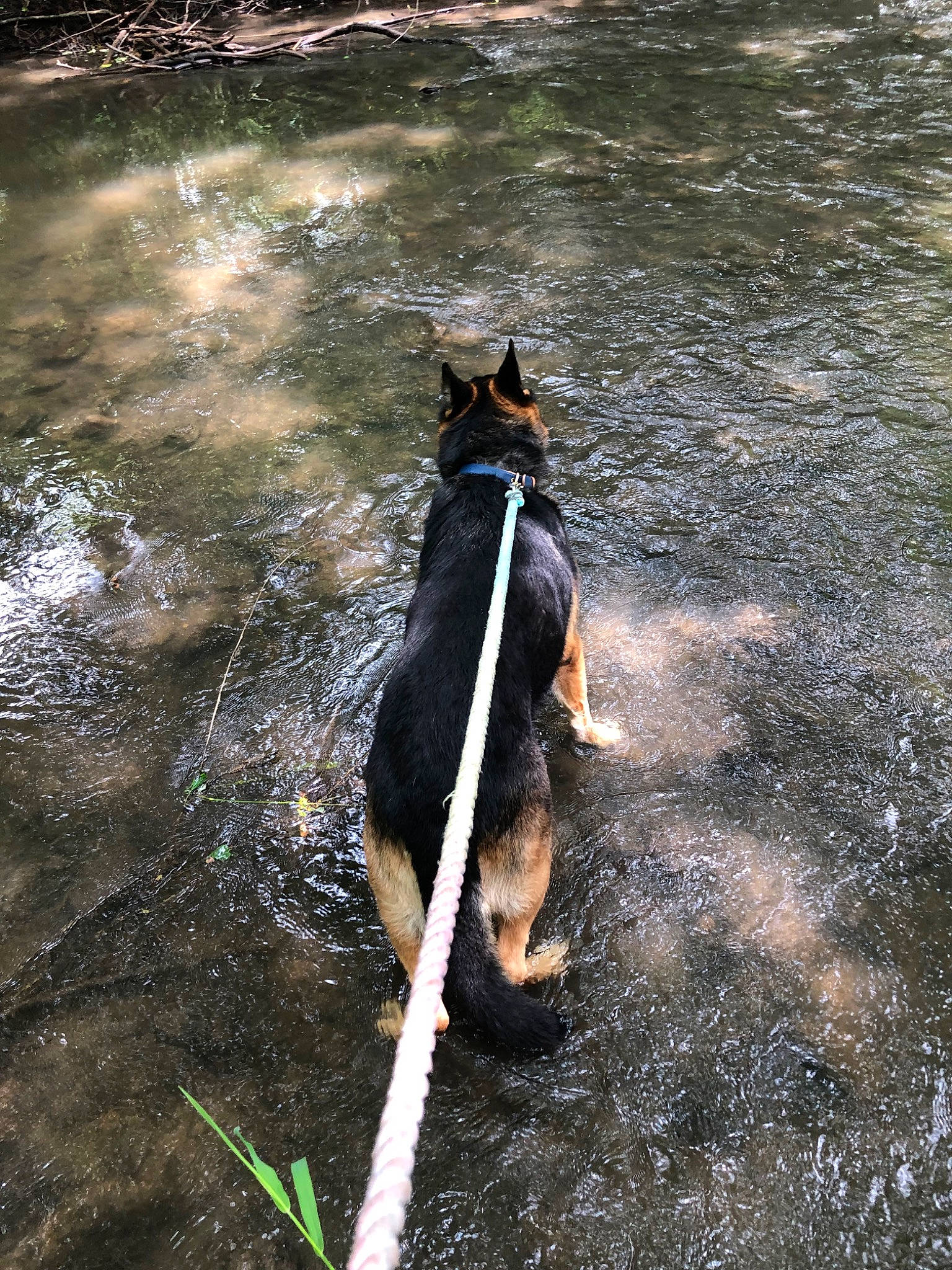 Dekker joined the competition — help win amazing prizes! adventure, canidae, carnivore, dog, dog_breed, dog_walking, german_shepherd_dog, leash, river, sporting_group, tail, walking, water, water_resources, watercourse, working_dog