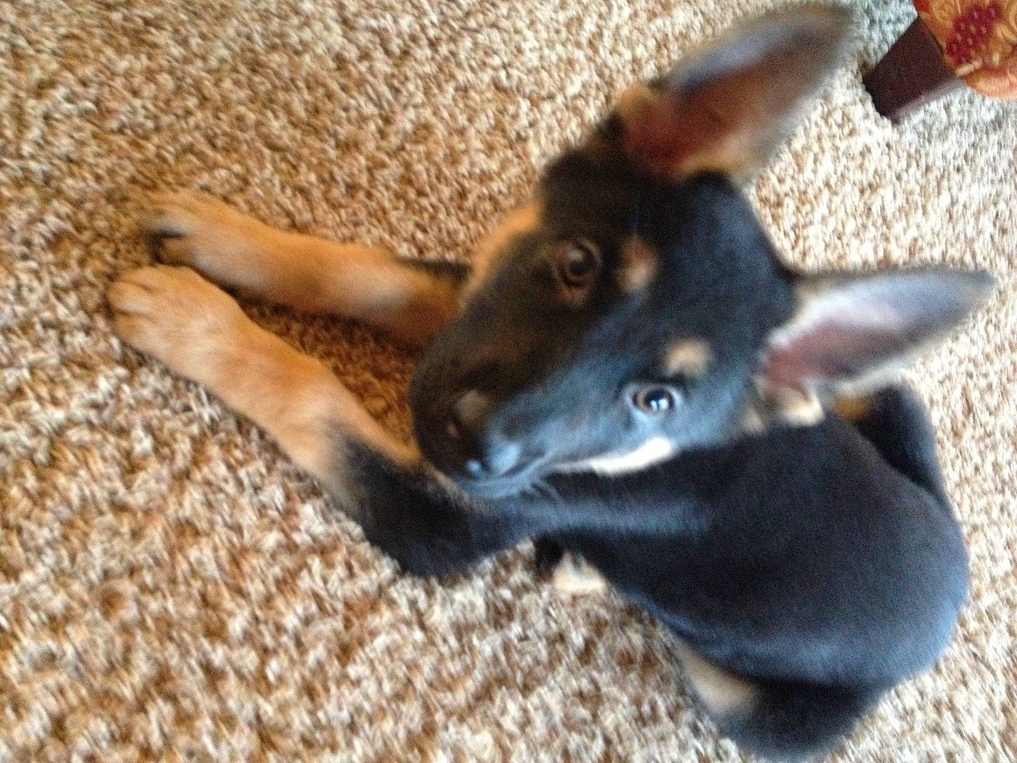 Dekker is registered to the contest to win money with this photo: australian_kelpie, canidae, carnivore, dog, dog_breed, ear, fawn, mammal, miniature_pinscher, prazsky_krysarik, puppy, snout, vertebrate