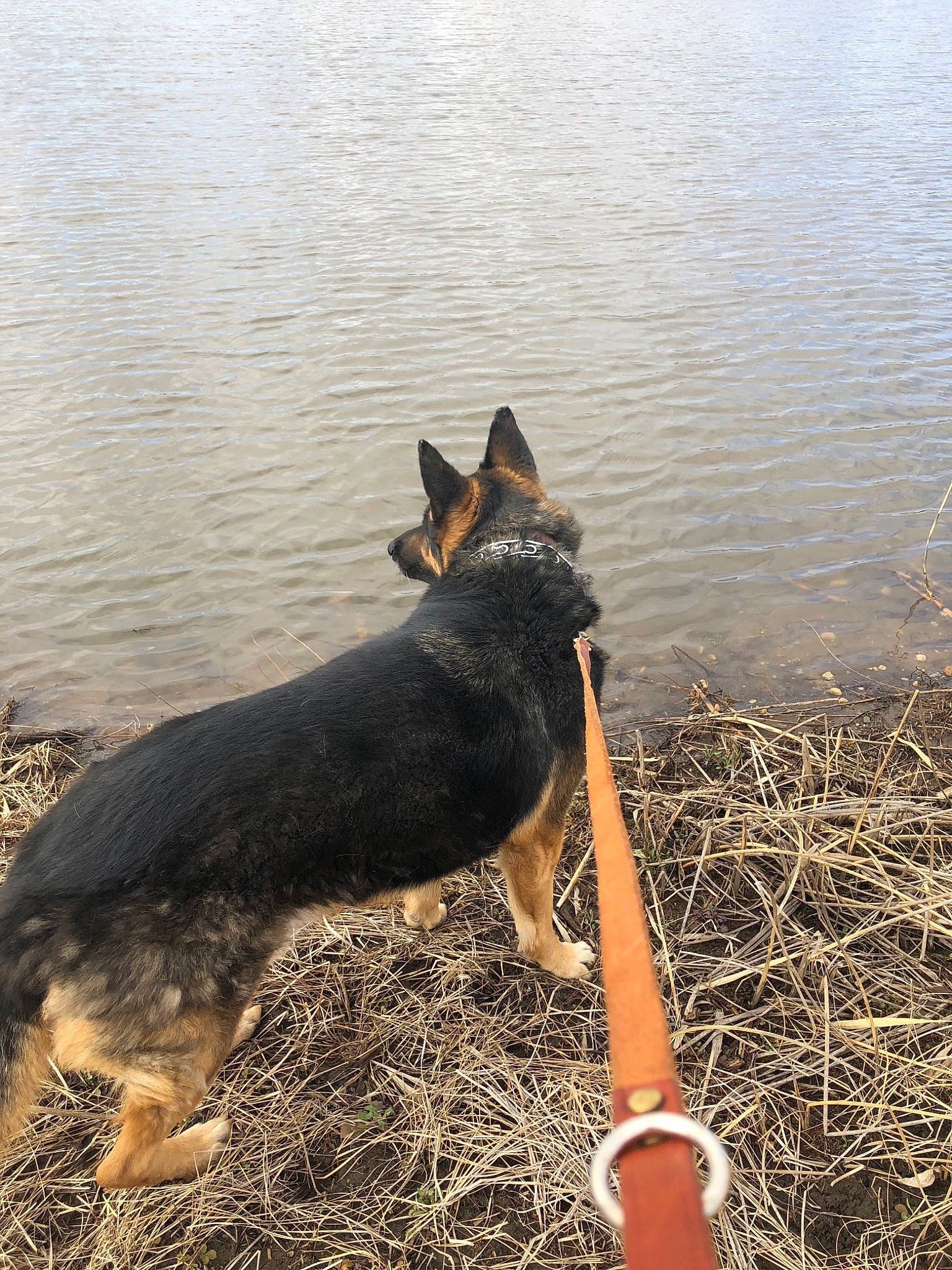 Dekker joined the competition — help win amazing prizes! bohemian_shepherd, canidae, carnivore, dog, dog_breed, east_european_shepherd, german_shepherd_dog, herding_dog, king_shepherd, kunming_wolfdog, lancashire_heeler, mammal, old_german_shepherd_dog, tail, vertebrate, working_dog