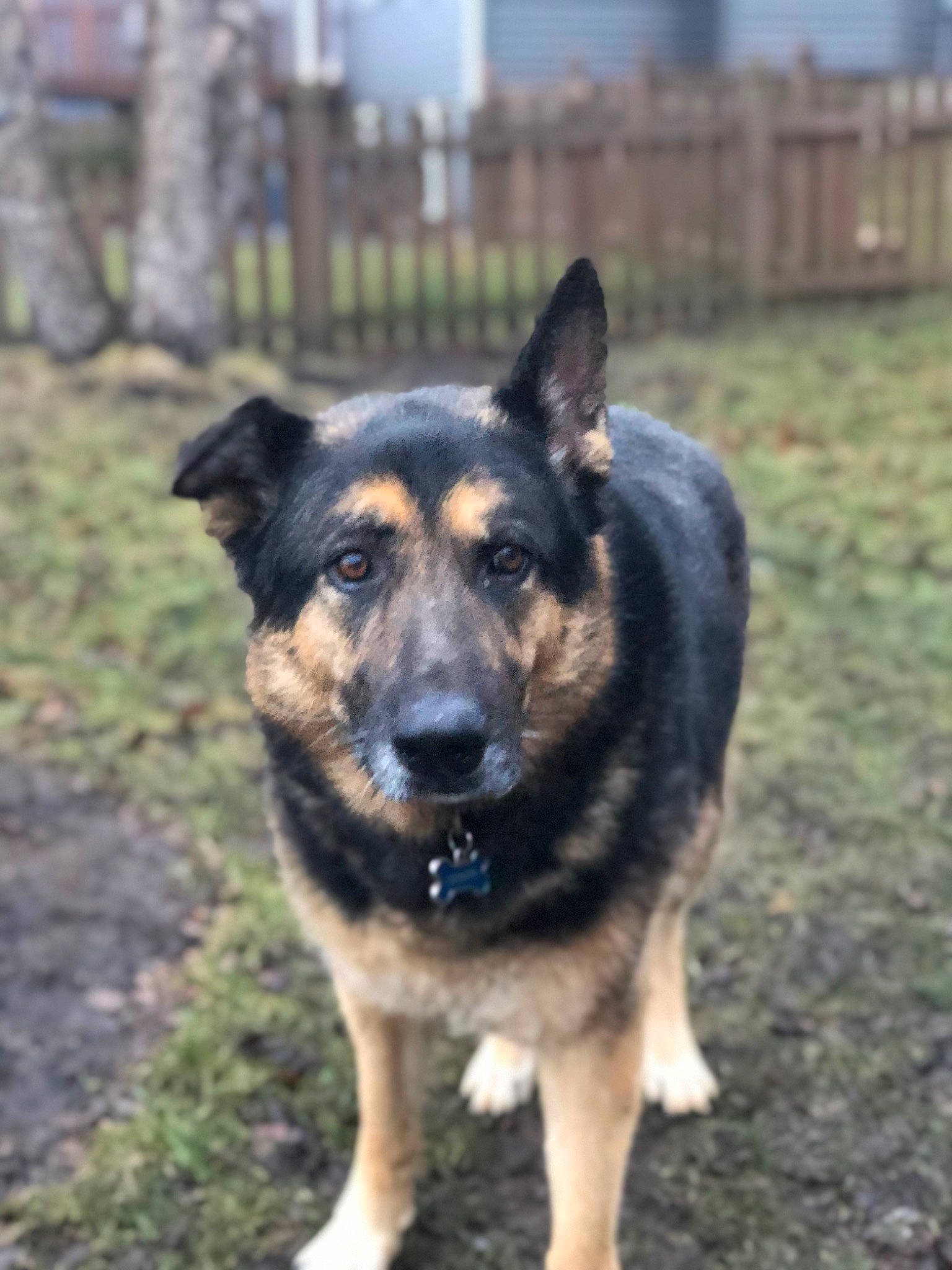 Dekker joined the competition — help win amazing prizes! canidae, carnivore, dog, dog_breed, east_european_shepherd, german_shepherd_dog, king_shepherd, kunming_wolfdog, mammal, old_german_shepherd_dog, police_dog, rare_breed_dog, shiloh_shepherd_dog, snout, vertebrate, working_dog
