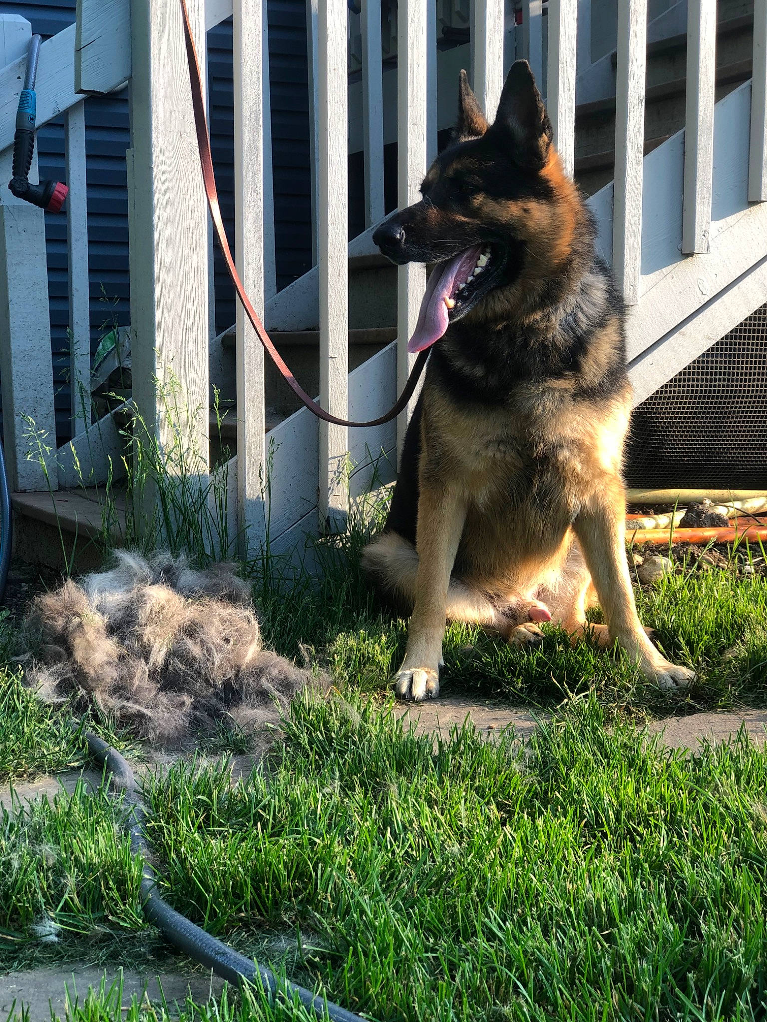 Dekker is registered to the contest to win money with this photo: belgian_shepherd, belgian_shepherd_malinois, canidae, carnivore, dog, dog_breed, east_european_shepherd, german_shepherd_dog, grass, herding_dog, king_shepherd, kunming_wolfdog, mammal, old_german_shepherd_dog, plant, police_dog, shiloh_shepherd_dog, tervuren, vertebrate, working_dog