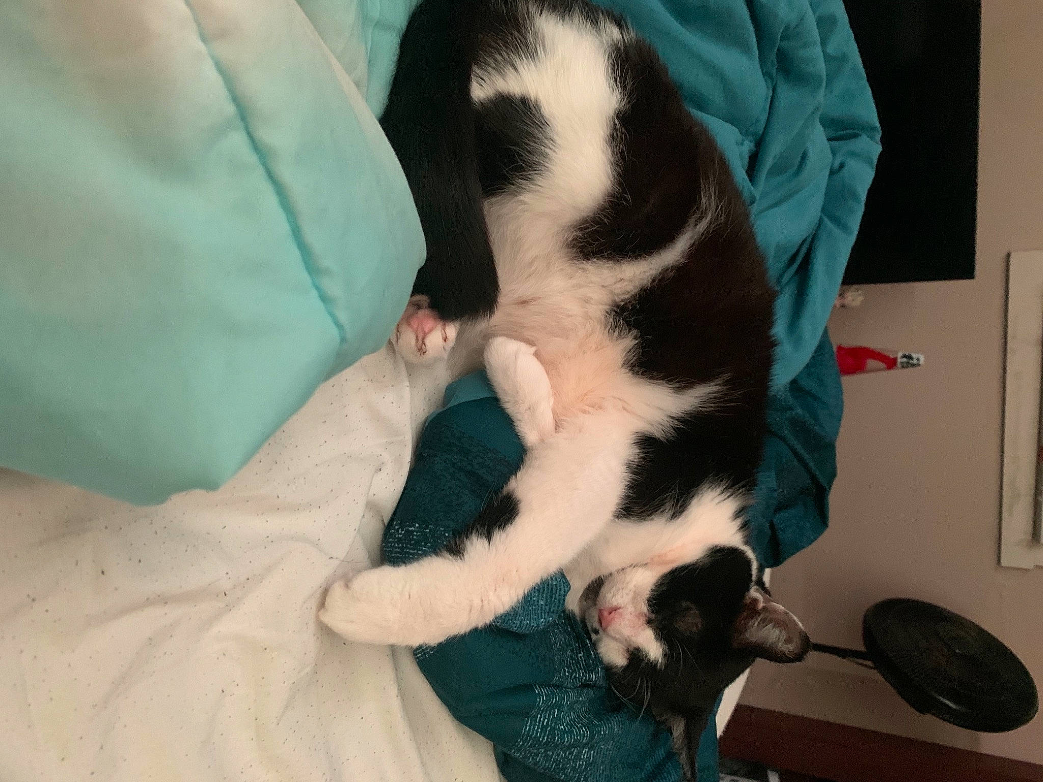 Andy is registered to the contest to win money with this photo: canidae, carnivore, cat, comfort, companion_dog, dog_breed, domestic_short_haired_cat, ear, felidae, finger, formal_wear, fur, gesture, lap, picture_frame, small_to_medium_sized_cats, snout, sporting_group, tail, whiskers