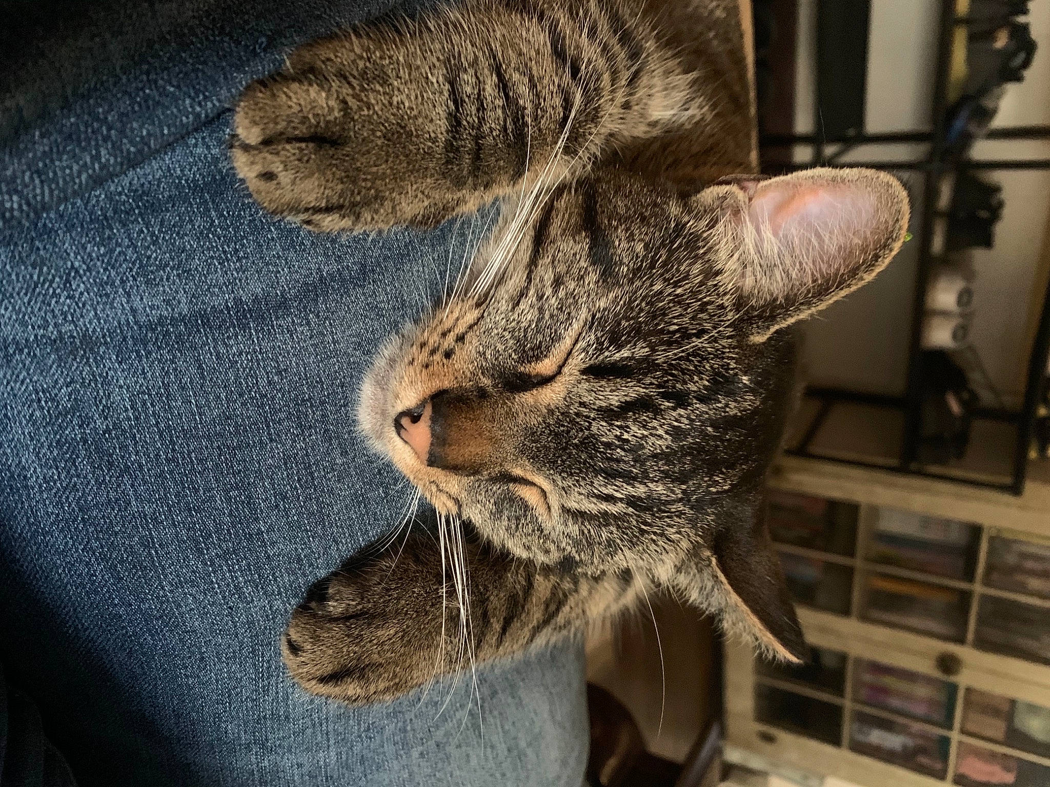 Pluff joined the competition — help win amazing prizes! carnivore, cat, claw, comfort, domestic_short_haired_cat, ear, felidae, fur, grey, nap, nose, paw, sleep, small_to_medium_sized_cats, snout, tail, tree, whiskers, wildlife, window