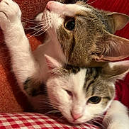 Agony participe au concours pour gagner de l'argent avec cette photo : cat, cats, feline, pet, snuggling, closeup, whiskers, fur, ears, playful, winking, curious, red, white, checkered, fabric, cozy, indoor, animal, companionship