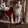 cat, feline, pet, indoor, red_sweater, wooden_cabinet, cat_tree, two_animals, tabby, white_fur, cute, animal_portrait, sitting, domestic_animal, closeup, whiskers, ears, floor, furniture, companion