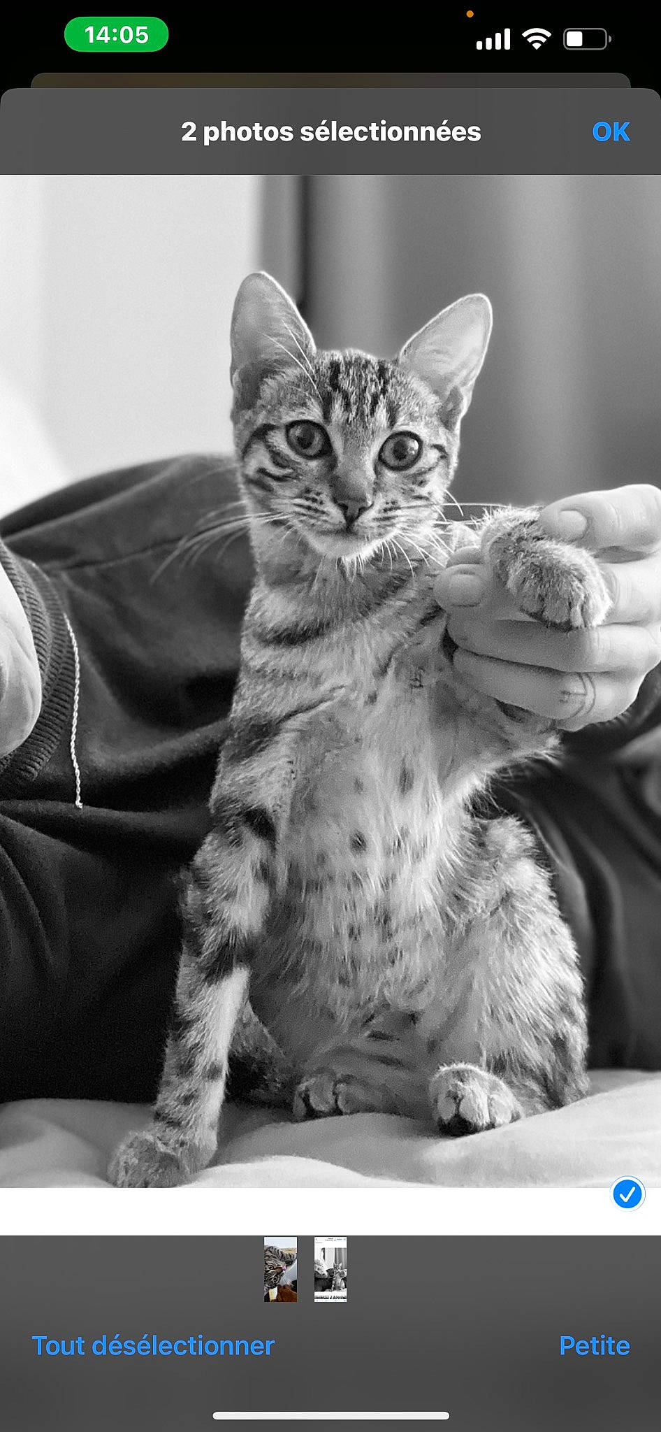 Isis a rejoint le concours — aidez-le/la à gagner de superbes lots ! carnivore, cat, claw, comfort, domestic_short_haired_cat, felidae, fur, gesture, monochrome, monochrome_photography, paw, photography, sitting, small_to_medium_sized_cats, snout, terrestrial_animal, whiskers, wildlife