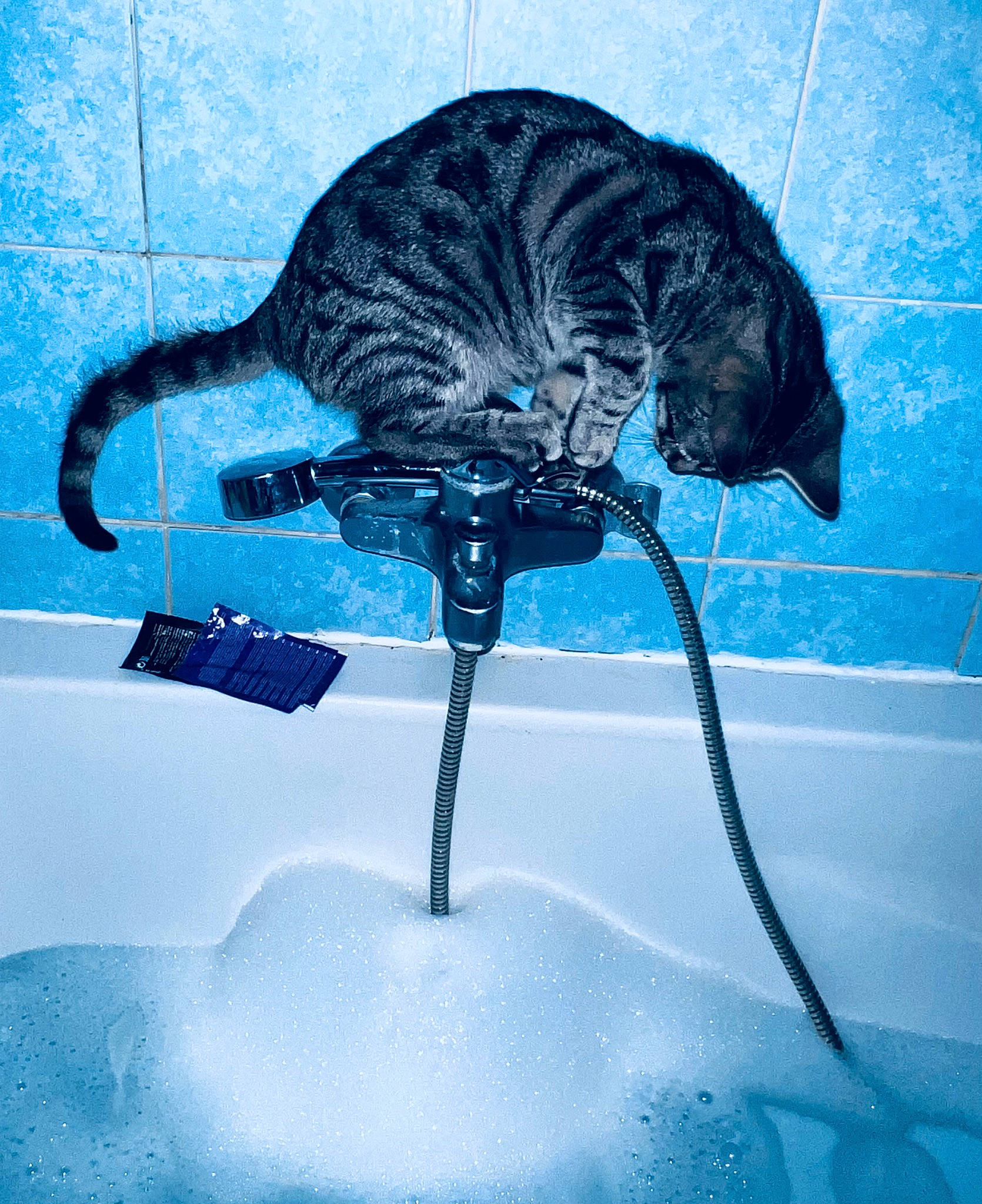 Isis a rejoint le concours — aidez-le/la à gagner de superbes lots ! art, blue, carnivore, cat, domestic_short_haired_cat, electric_blue, felidae, fluid, freezing, fur, liquid, plumbing, plumbing_fixture, small_to_medium_sized_cats, snout, tail, tap, water, whiskers, window
