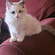 Duchess is registered to the contest to win money with this photo: kitten, cat, pet, feline, fluffy, white_cat, blue_eyes, indoor, couch, furniture, armrest, curious, young_cat, animal, domestic_animal, sitting, portrait, closeup, soft_fur, cozy