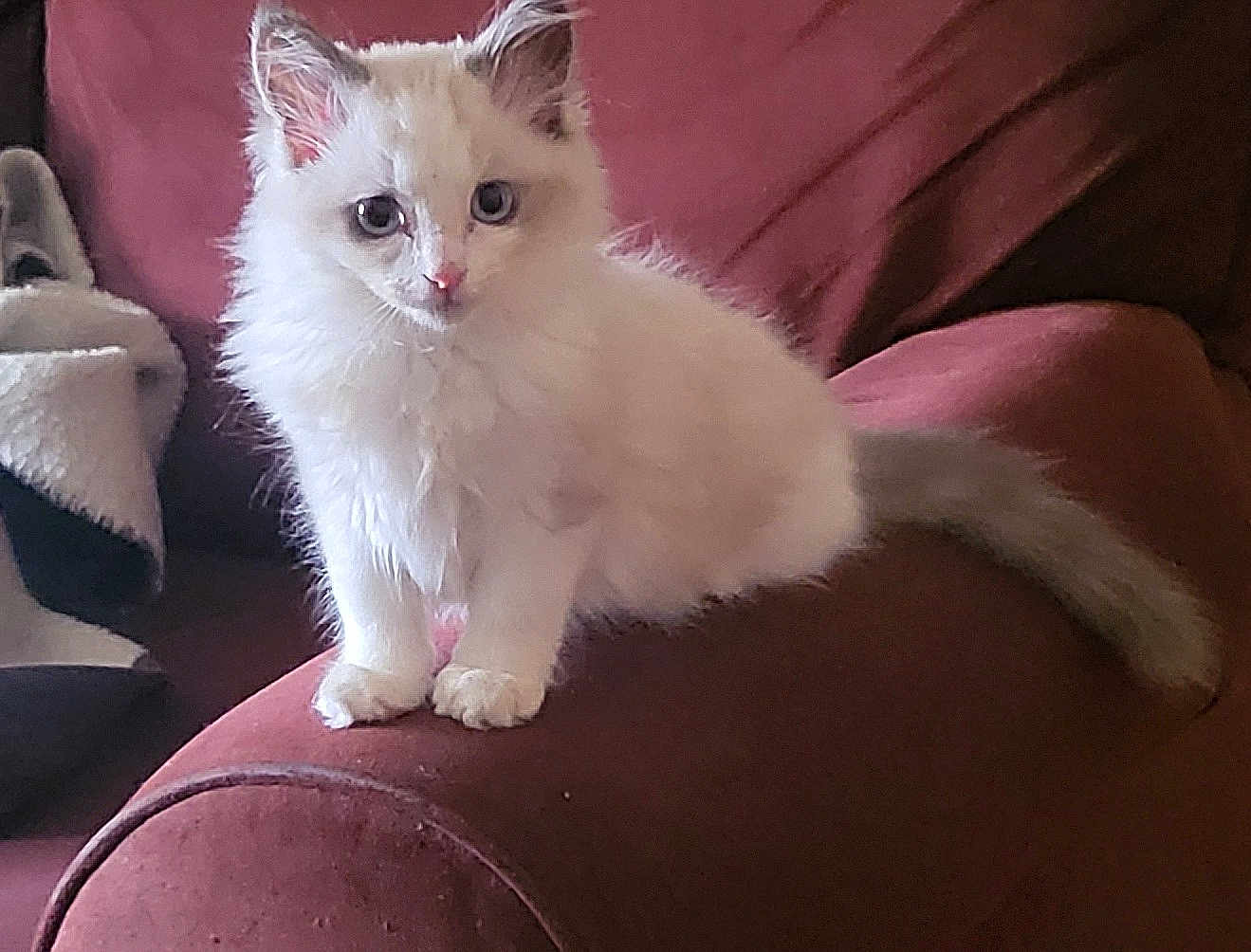 Duchess is registered to the contest to win money with this photo: kitten, cat, pet, feline, fluffy, white_cat, blue_eyes, indoor, couch, furniture, armrest, curious, young_cat, animal, domestic_animal, sitting, portrait, closeup, soft_fur, cozy