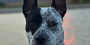 Oreo joined the competition — help win amazing prizes! dog, animal, pet, sunset, outdoor, water, collar, ears, portrait, black_and_white, speckled, nature, calm, close_up, evening, sky, reflection, leash, friendly, alert