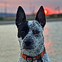dog, animal, pet, sunset, outdoor, water, collar, ears, portrait, black_and_white, speckled, nature, calm, close_up, evening, sky, reflection, leash, friendly, alert